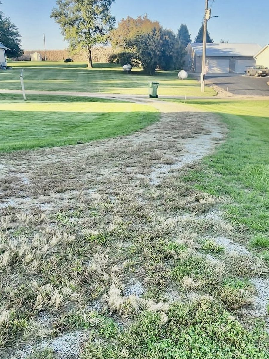 Overgrown gravel drive before tractor work, covered in grass and weeds